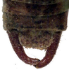 Isophya zernovi Miram, 1938: male cerci (paratype). (Otu).