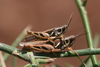 FieldOccurrence 104; c969fc3e-cb0e-45d8-8abf-48a013e3cba4; Tanzania
southern slopes Kilimanjaro Uchira, 2012/03/??: pair mating. (FieldOccurrence).
