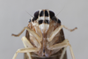 Live specimen: !! display not done !! on Synecdoche impunctata (Fitch, 1851): (Observation).