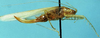 Phisis parva Kevan, 1992: female (allotype). (Otu).