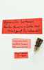 CollectionObject 1479205; 5c29c4d7-aacf-4ab3-9fdb-6ce1630242c8: labels (holotype). (CollectionObject).