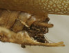 CollectionObject 1535086; 3d3bd2b7-b0a3-461b-bc28-38702ad8a9d8: male cerci (holotype). (CollectionObject).
