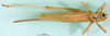 female, dorsal view (syntype). Depicts CollectionObject 1500609; d841fab8-b603-44dc-9c85-38f116d7ae58, DORSA BT000226S01, a CollectionObject.