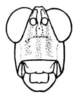 Hylopedetes mirandus Rehn, 1929: Pl. 3, Fig. 5 (after type). male face. (Otu).