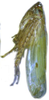 Habitus, lateral view: !! display not done !! on Maiestas systenos (Dash & Viraktamath, 1998): male. (Observation).