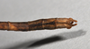 CollectionObject 1561182; ca722f59-5ae0-4d4f-8225-88a048e4085c: copyright NTUC. male: end of abdomen, dorsal view (syntype). (CollectionObject).;CollectionObject 1561183; 82a3663e-d3c8-40f6-994b-015a810d7a76: copyright NTUC. male: end of abdomen, dorsal view (syntype). (CollectionObject).