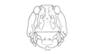 Bufonacris bruchii Brancsik, 1901: Fig. 64. female head, frontal view. (Otu).