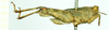 male, lateral view (syntype). Depicts CollectionObject 1586200; a16c2a67-3b71-454f-b55b-c4c6db1eb34a, a CollectionObject.