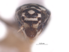 Head: !! display not done !! on Trypanalebra maculata (Baker, 1903): (Observation).