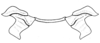 Spathalium audouinii (Blanchard, 1836): Fig. 18. epiphallus, cephalic view. (Otu).