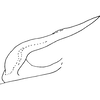 Pygofer appendages: !! display not done !! on Thaia (Thaia) albida Dworakowska, 1980: Pygofer dorsal appendage. (Observation).