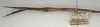 CollectionObject 1584651; 719b069c-a0b6-42ac-a217-ea6dca05be78: copyright NMW, Vienna. female juv.: head and thorax, lateral view of synonym Carausius serratus (paralectotype). (CollectionObject).