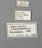 CollectionObject 1575505; 68bdaa16-f98f-4b64-853d-01d244a2554f: labels. (CollectionObject).