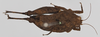 CollectionObject 1580738; bb4e62cc-ace3-4680-be45-32d7c9242824: male, dorsal view (syntype). (CollectionObject).