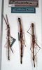 CollectionObject 1560915; 7bc1b81b-fe15-40ae-8562-9d2283aa5e07: copyright NMW. male, 2 x female (syntypes). (CollectionObject).;CollectionObject 1560916; b8f97275-b3f4-4847-9cda-4f8a5b4efe6b: copyright NMW. male, 2 x female (syntypes). (CollectionObject).