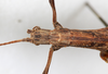 CollectionObject 1557026; bc4addf0-5bf2-4933-8b14-53221f2655d8: copyright MHNG Geneva. female: head & thorax, dorsal view (lectotype). (CollectionObject).