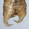 CollectionObject 1597506; a53d1ecc-e3de-4746-95cd-68c376940237: male abdomen tip, dorsal view (holotype). (CollectionObject).