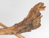 CollectionObject 1563697; fc737d25-64f3-4020-8b50-58afe227e26c: copyright F. Hennemann. male: end of abdomen, lateral view (paratype). (CollectionObject).;CollectionObject 1563698; c8942c7b-19a1-42cb-92ea-ff04c56c5154: copyright F. Hennemann. male: end of abdomen, lateral view (paratype). (CollectionObject).;CollectionObject 1563699; 2be125d9-3a27-4340-b2ab-14e7d1f19ef3: copyright F. Hennemann. male: end of abdomen, lateral view (paratype). (CollectionObject).