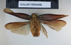 CollectionObject 1573291; 6177c8d6-da93-4891-b49d-1db7cda2f049: Copyright NHM, London. Non type, male, ventral. (CollectionObject).
