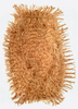 CollectionObject 1586492; a11ce751-1a35-4166-8f71-8d0370152ba4: copyright IMQC. egg, lateral view (paratype). (CollectionObject).;CollectionObject 1586493; 98faf60d-f949-44d6-9e44-92137cf217cb: copyright IMQC. egg, lateral view (paratype). (CollectionObject).;CollectionObject 1586494; 1f5c5ba6-04ff-465b-82b6-02495b8db84f: copyright IMQC. egg, lateral view (paratype). (CollectionObject).
