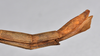 CollectionObject 1561182; ca722f59-5ae0-4d4f-8225-88a048e4085c: copyright NTUC. female: end of abdomen, lateral view (syntype). (CollectionObject).;CollectionObject 1561183; 82a3663e-d3c8-40f6-994b-015a810d7a76: copyright NTUC. female: end of abdomen, lateral view (syntype). (CollectionObject).