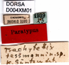 CollectionObject 1581436; f2c83a1d-69fb-40c6-8300-567e540d6217, DORSA D004XM01: labels (paratype). (CollectionObject).
