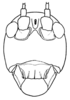 Isophya amplipennis Brunner von Wattenwyl, 1878: Fig. 11. male head, frontal view. (Otu).