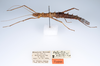 CollectionObject 1558791; 65716cc0-ae0c-4467-87da-86588846a8ea: copyright ZMUH, Hamburg. female, lateral view of synonym Galactea titschacki (paratype). (CollectionObject).