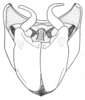 Ceuthophilus (Ceuthophilus) mississippi Hubbell, 1936: Fig. 728. male subgenital plate. (Otu).