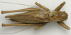 male, dorsal view (lectotype of Tettigonia maroccana). Depicts CollectionObject 1535196; a0dbb03d-48a4-4c2d-a5e8-d5d9b8c9e70f, a CollectionObject.