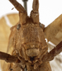 CollectionObject 1529693; 4d3db86c-cbb3-43ed-ba99-53289e088b6b: female face (holotype). (CollectionObject).