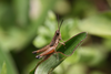 FieldOccurrence 177; 266c530e-cd3f-486e-8890-576a2ce6f67f; Tanzania
southern slopes Kilimanjaro, 2012/10/04: male. (FieldOccurrence).