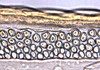 Ovipositor on Paradorydiina Evans, 1937: Paradorydium lanceolatum, 1st valvula dorsal sculpturing (INHS). (Observation).