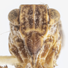 Head on Dyctidea falcata Van Duzee, 1938: (Observation).