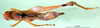 CollectionObject 1589649; 4b8df5a9-b521-4ff1-9202-7b1f42bccbc1: female, dorsal view (paratype). (CollectionObject).