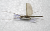 CollectionObject 1576322; SPM SP/EPH/00818&820, 93f4a416-9f6b-4e0c-b84d-39fd9ad8bbc9: copyright SPM, Kinabalu. male, dorsal view (paratype). (CollectionObject).