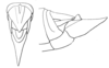 Tristria discoidalis Bolívar, 1890: male abdomen tip, dorsal and lateral view. (Otu).