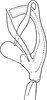 Aedeagus, lateral view on Platymetopius (Platymetopius) rostratus (Herrich-Schäffer, 1834): Aedeagus, lateral view. (Observation).