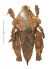 CollectionObject 1567155; f4ff6ecd-37b0-4a55-aedd-023812ad3c99: female, dorsal view (holotype). (CollectionObject).