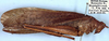 CollectionObject 1965777; d5e17c73-aa9c-4e51-b598-44ecd6d40ae7: female, lateral view (paratype). (CollectionObject).