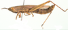 Acanthoxia natalensis (Krauss, 1877): male (Metapa carinata). (Otu).