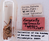 Eurycotis lacernata Cabrera, 1922: Photo taken by Heidi Hopkins. (Otu).