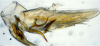 Pygofer, lateral view: !! display not done !! on T2460: Loeia Duan, 2017: (Observation).