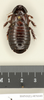 CollectionObject 1572998; bff4a4d6-920b-49da-a0a9-dd2dc8df94de: Copyright Natural History Museum, London. Non-type (adult female) in BM(NH). Dorsal view. (CollectionObject).