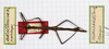 CollectionObject 1561879; 05e770bd-4413-43be-a4bf-4e5a48ea5640: copyright MHNG Geneva. female, dorsal view (holotype). (CollectionObject).