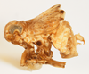 Habitus, lateral view on Bakerella rotundifrons Beamer, 1945: (Observation).