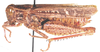Calliptamicus semiroseus (Serville, 1838): female, lateral view. (Otu).
