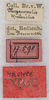 labels (syntype). Depicts CollectionObject 1531478; NMW 17598, 2e1b8dec-37ab-4fb6-89af-dfe824132120, a CollectionObject.