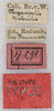 CollectionObject 1531478; NMW 17598, 2e1b8dec-37ab-4fb6-89af-dfe824132120: labels (syntype). (CollectionObject).