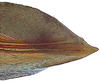 First valvula of ovipositor on Coarctana striata Domahovski & Cavichioli, 2023: Female paratype [DZUP]: apical portion of first valvula, lateral view. (Observation).